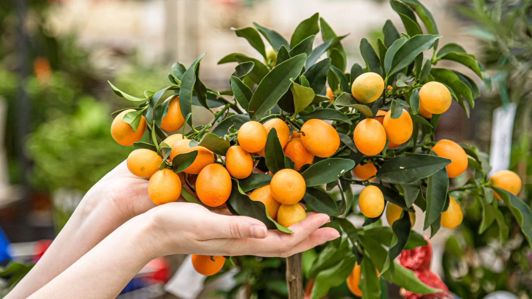 descubre los 7 árboles frutales mini que no romperán tu pavimento descubre los 7 árboles frutales mini que no romperán tu pavimento