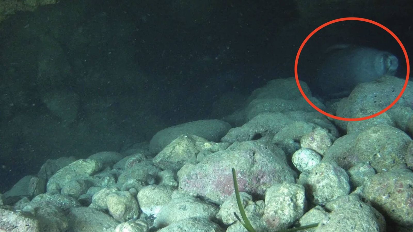 Graban a la foca más esquiva del Mediterráneo en una cueva submarina de Grecia Graban a la foca más esquiva del Mediterráneo en una cueva submarina de Grecia