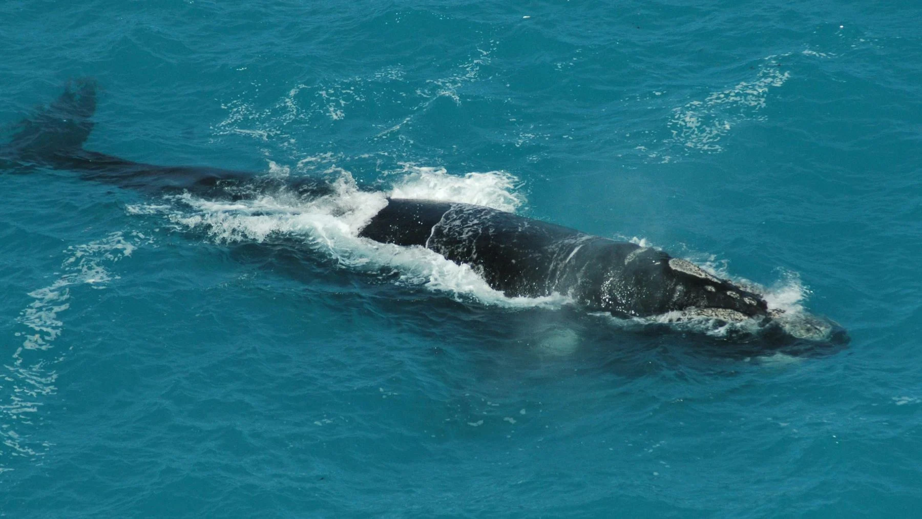 proteína que permite vivir 200 años en ballenas proteína que permite vivir 200 años en ballenas