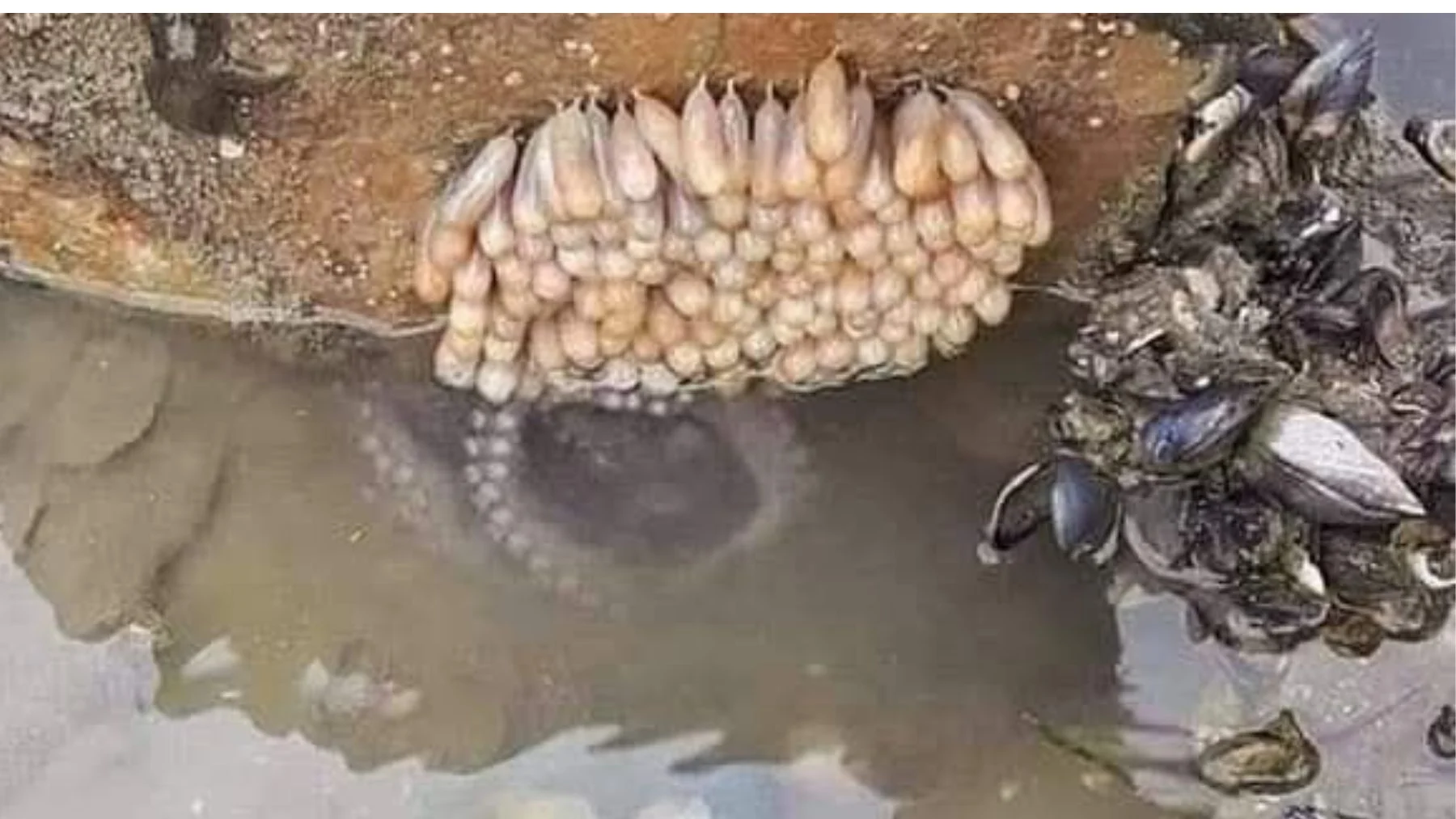 Cuidado con los huevos de pulpo cerca del agua, no los toques Cuidado con los huevos de pulpo cerca del agua, no los toques