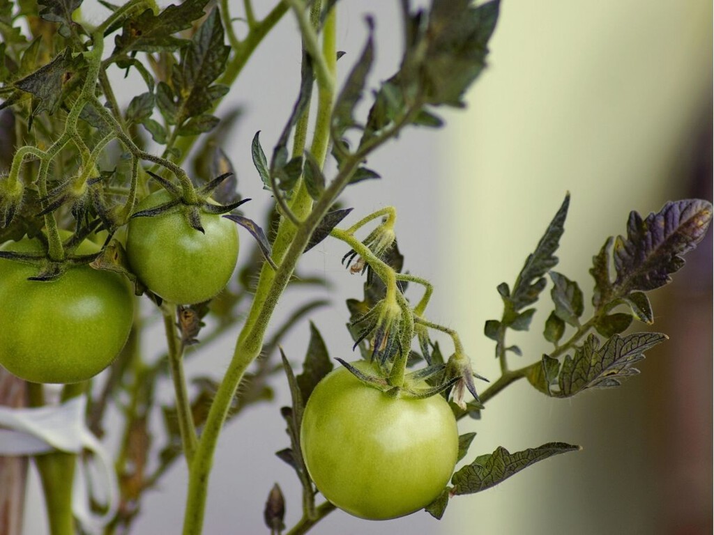 un truco para mejorar la cosecha de tomates un truco para mejorar la cosecha de tomates