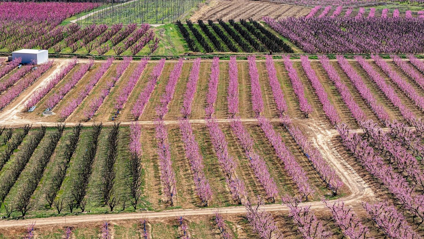 La Rioja lidera el control de plagas en frutales con insectos depredadores La Rioja lidera el control de plagas en frutales con insectos depredadores