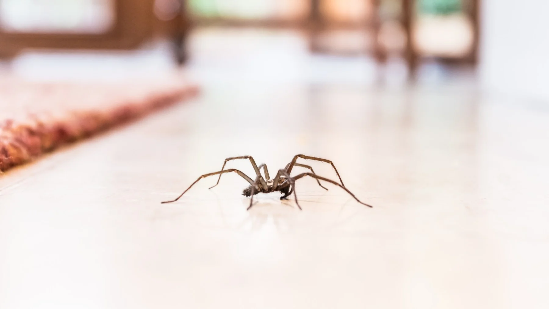 ¿Por qué no debes aplastar las arañas en casa? ¿Por qué no debes aplastar las arañas en casa?
