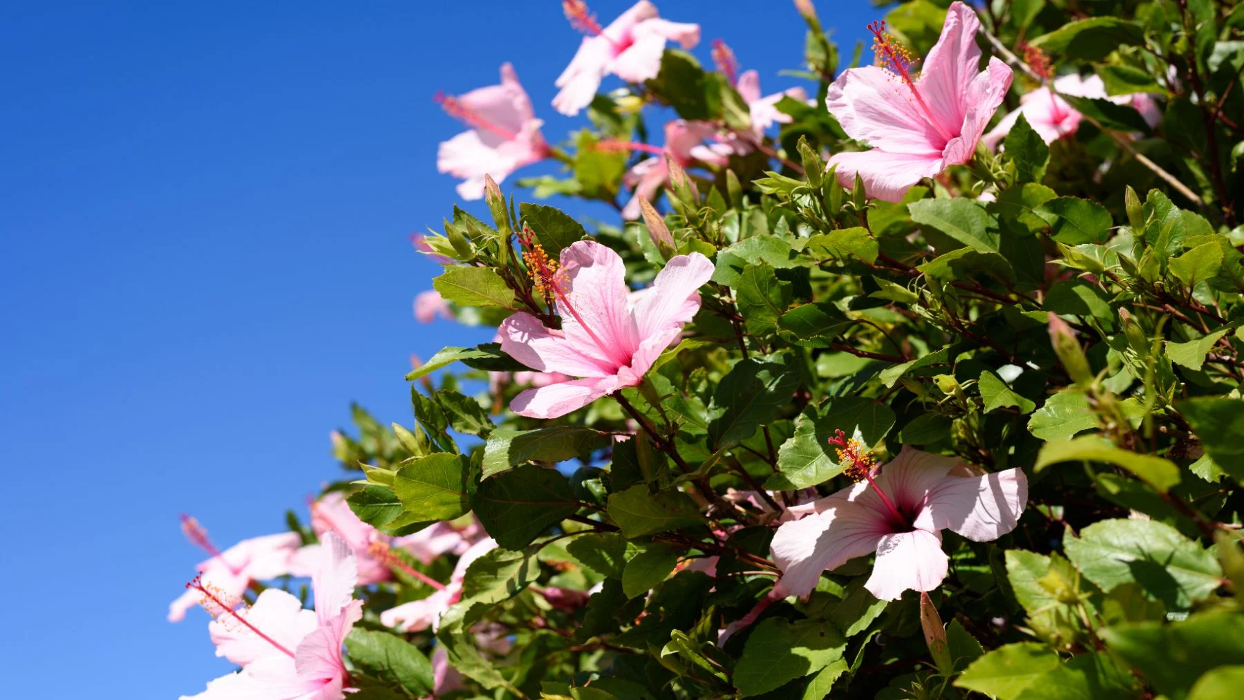 descubre el árbol de Júpiter: la planta perfecta para tu jardín este verano descubre el árbol de Júpiter: la planta perfecta para tu jardín este verano