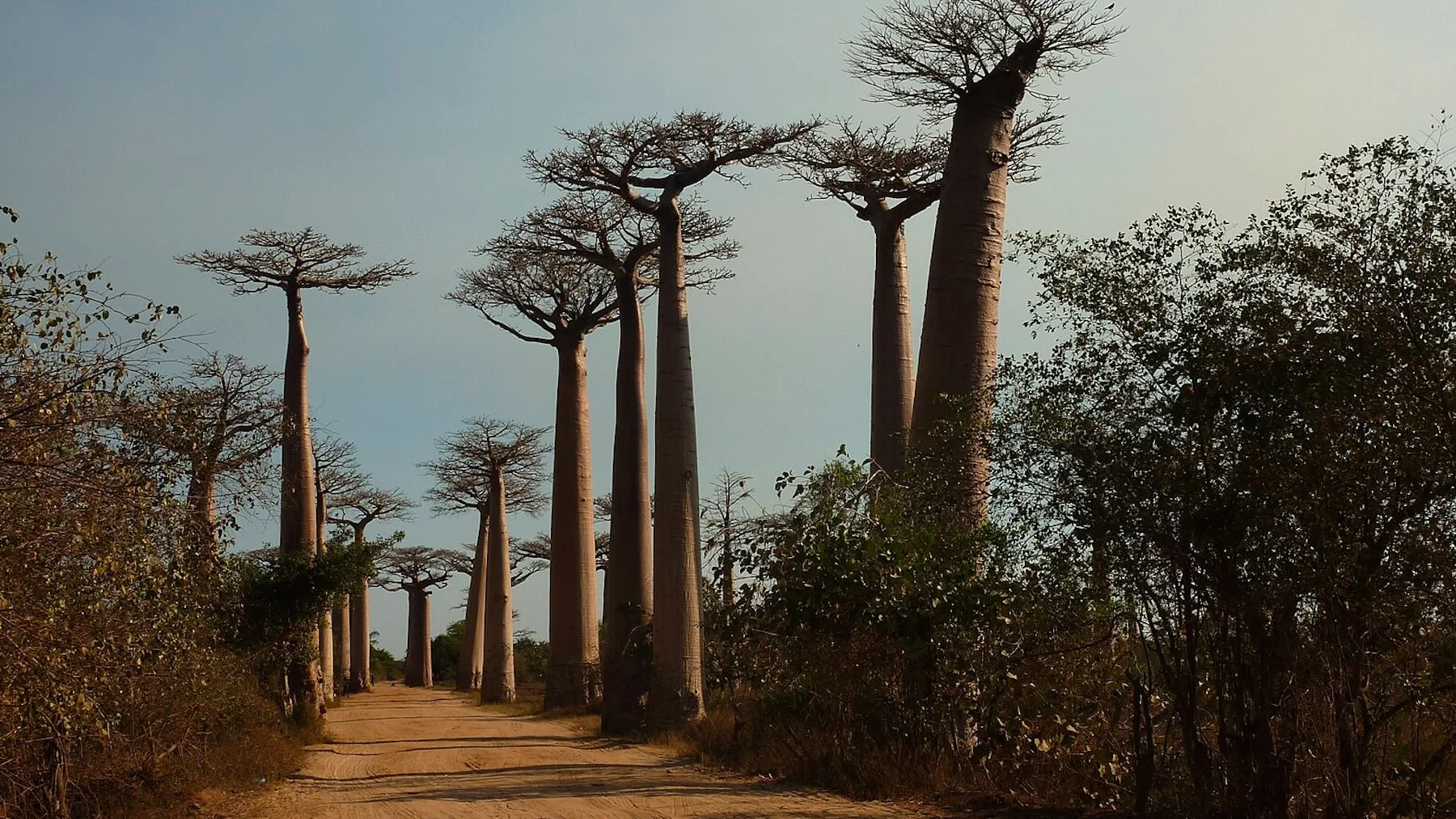 el misterio de los baobabs resuelto, origen en madagascar el misterio de los baobabs resuelto, origen en madagascar