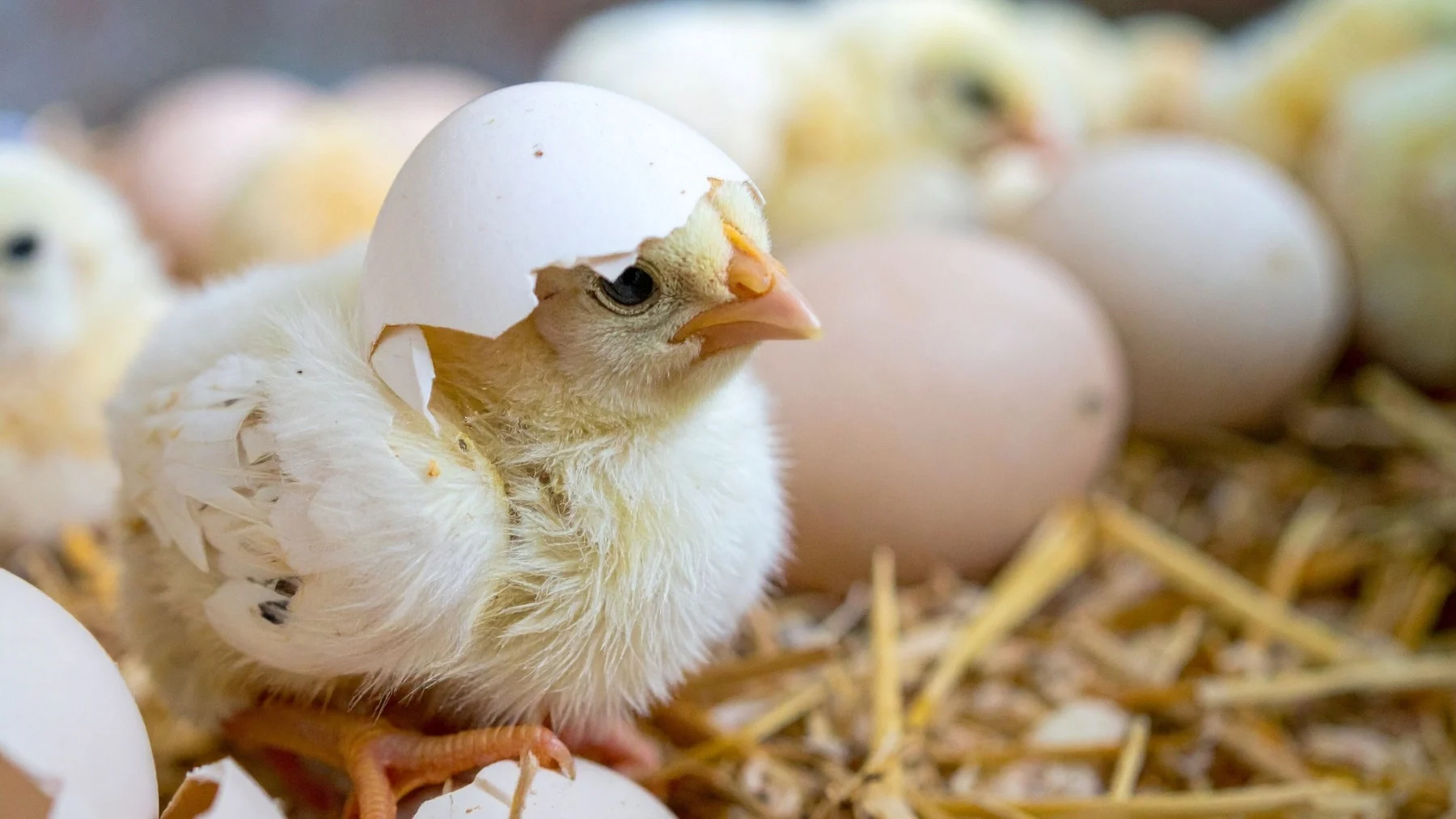 26 polluelos nacen de huevos artificiales: el salto de la ciencia para revivir al moa 26 polluelos nacen de huevos artificiales: el salto de la ciencia para revivir al moa