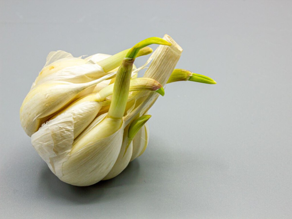 Ajo germinado: no lo tires, es una joya oculta en la cocina Ajo germinado: no lo tires, es una joya oculta en la cocina