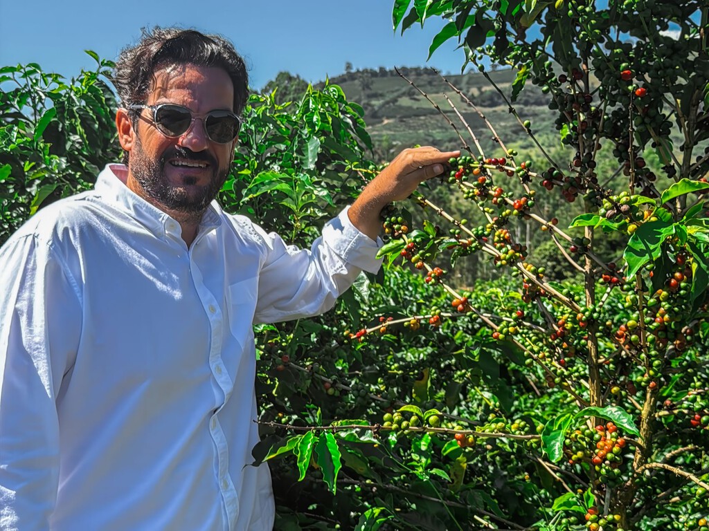 descubre el café eugenioides, el tesoro que cuesta 20.000 dólares por saco descubre el café eugenioides, el tesoro que cuesta 20.000 dólares por saco