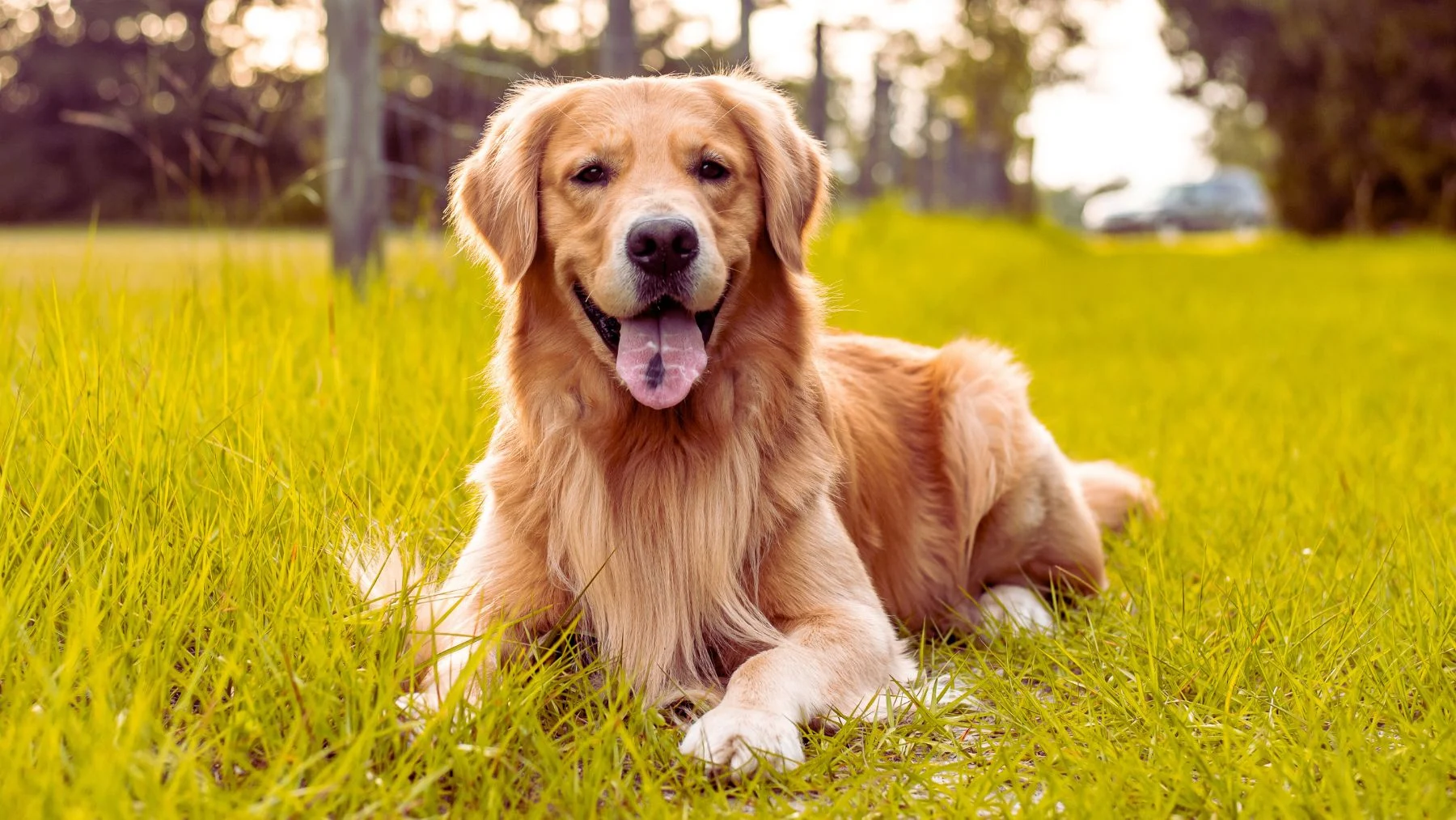 cuidar perro paga 70.000 euros al año cuidar perro paga 70.000 euros al año