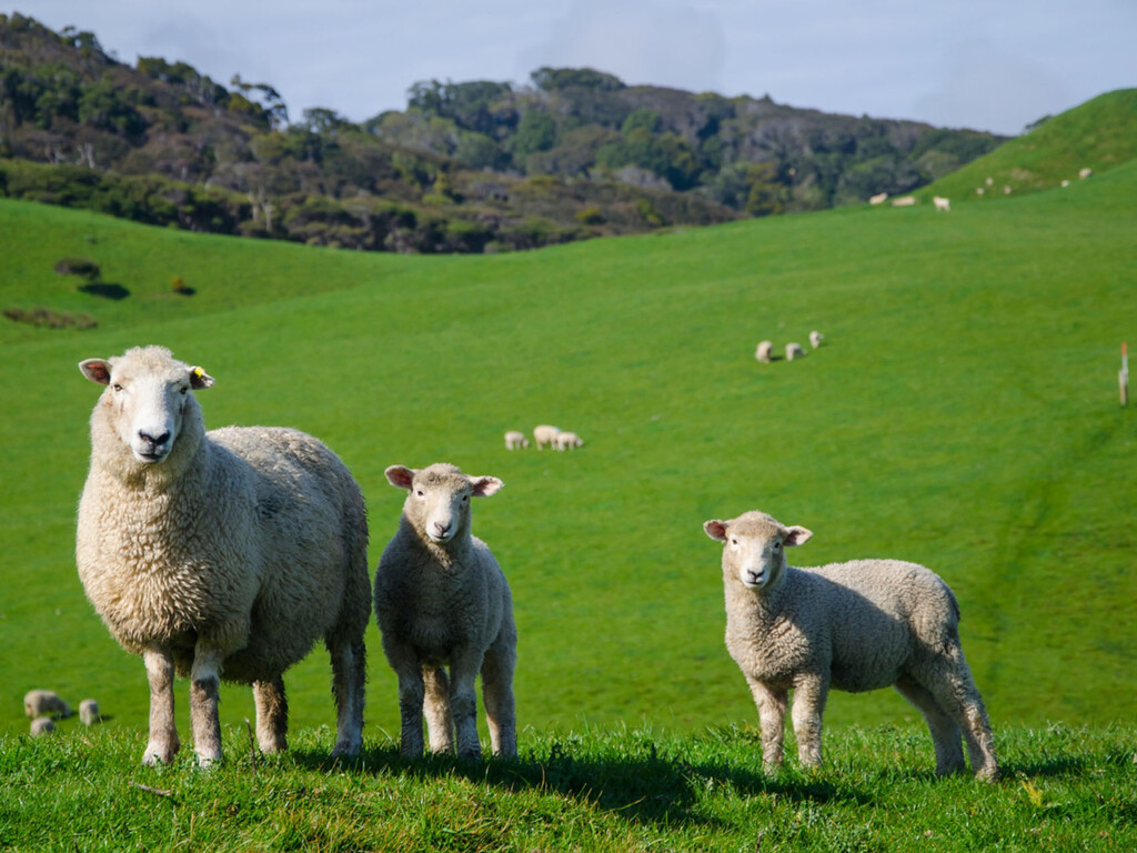 Australia Desafía a Europa: Nuevas Cuotas de Carne Australiana Sacuden al Sector Ganadero Español Australia Desafía a Europa: Nuevas Cuotas de Carne Australiana Sacuden al Sector Ganadero Español