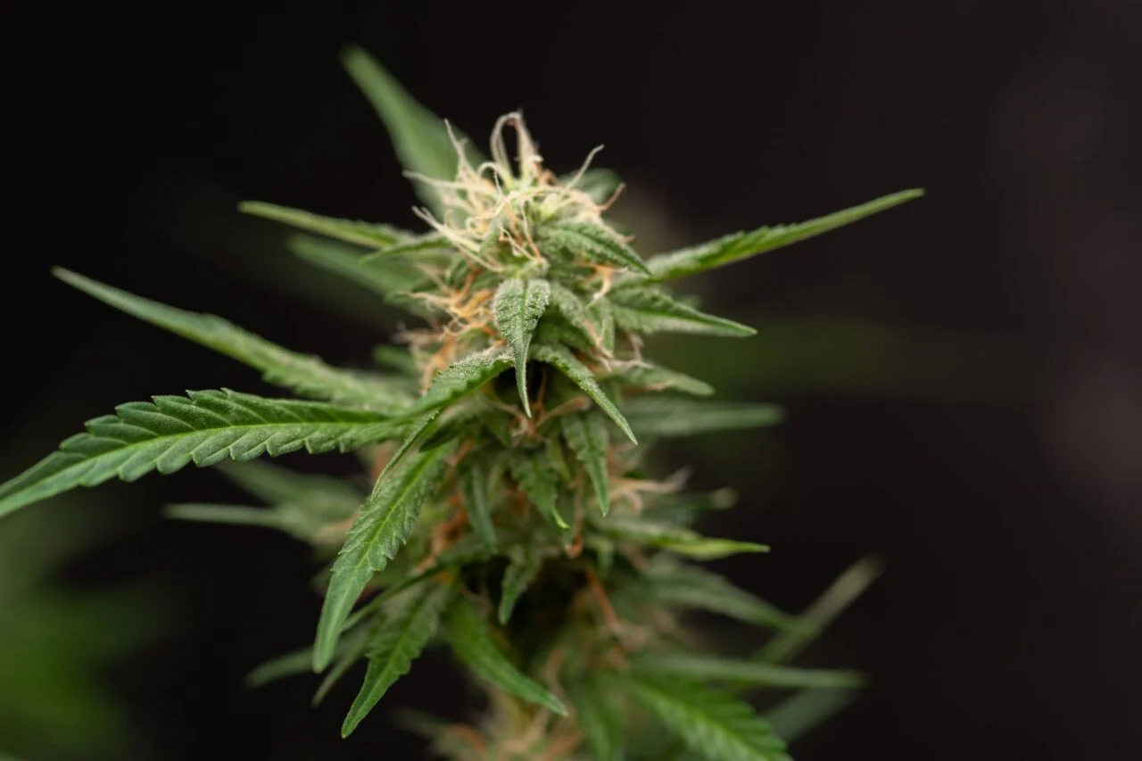 vape pen que paga en bitcoin: la nueva moda cannabis vape pen que paga en bitcoin: la nueva moda cannabis