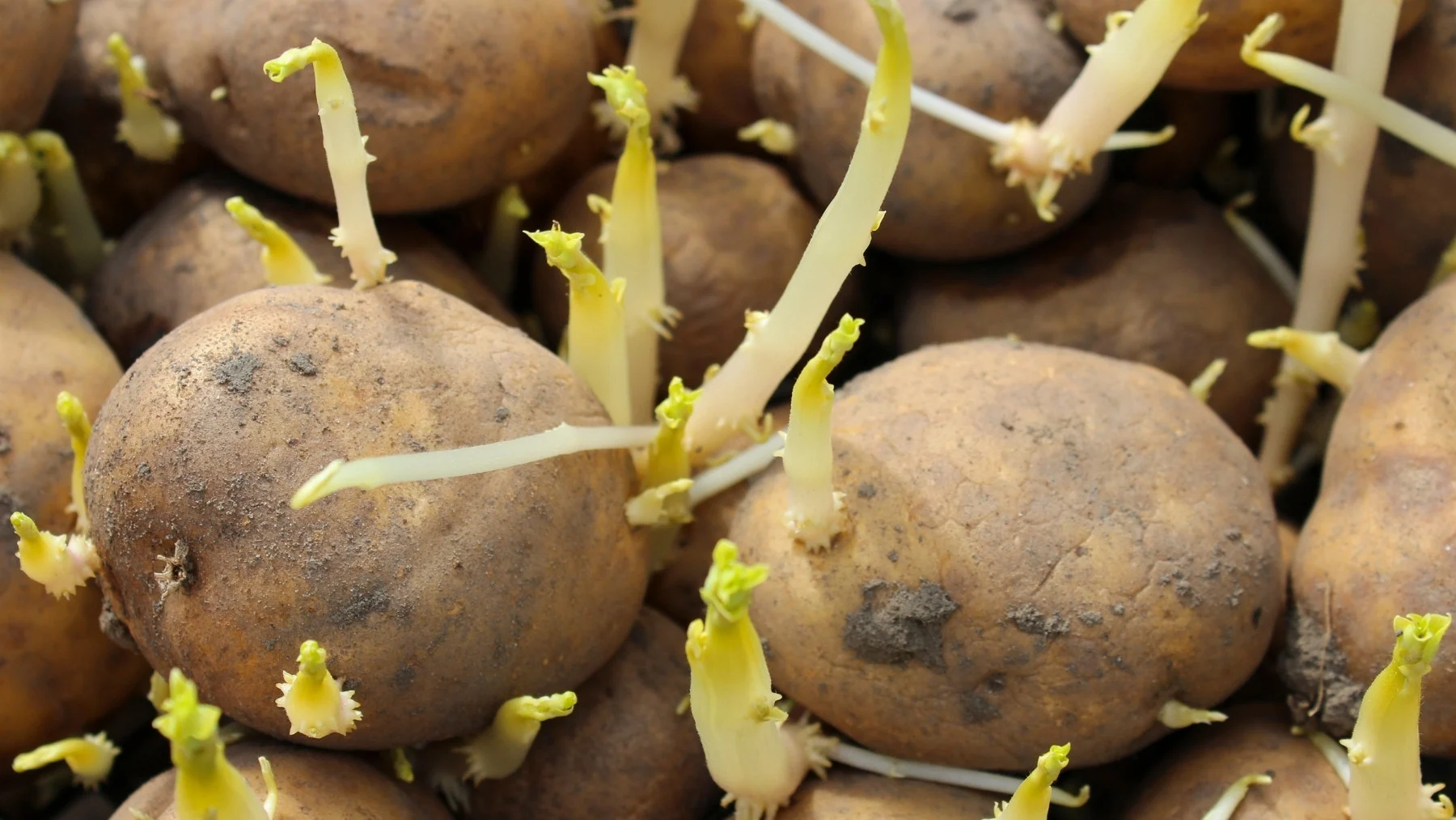 cuidado con las patatas con brotes: lo que debes saber cuidado con las patatas con brotes: lo que debes saber