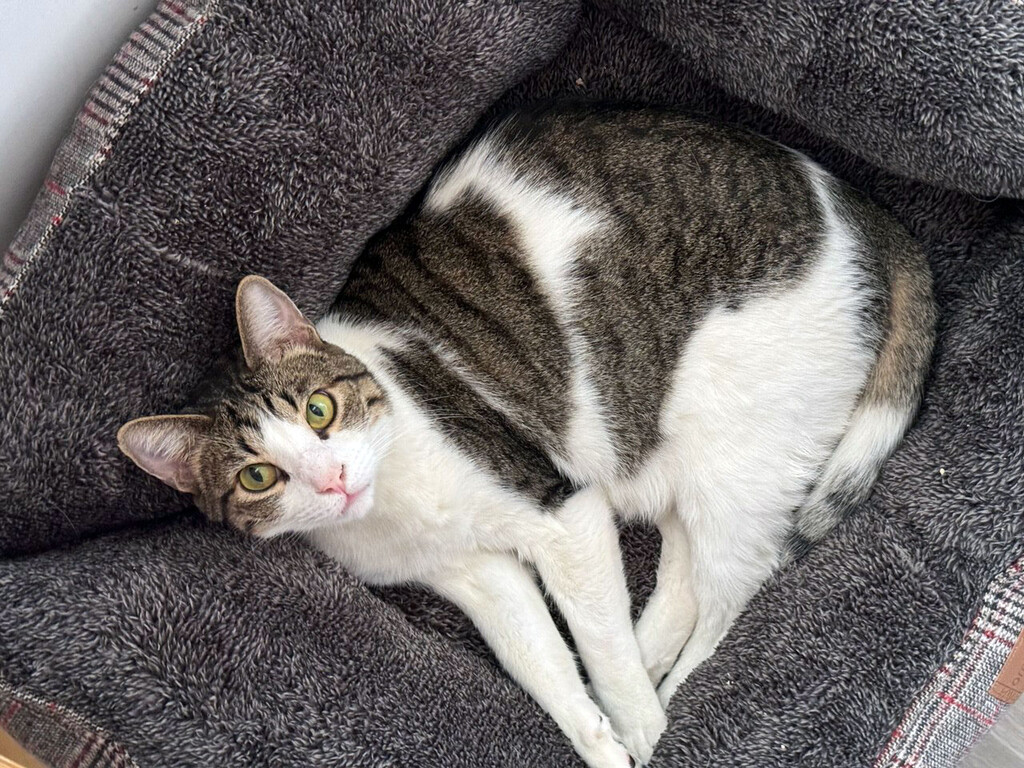 cuánto tiempo puedes dejar a tu gato solo sin ponerlo en riesgo cuánto tiempo puedes dejar a tu gato solo sin ponerlo en riesgo