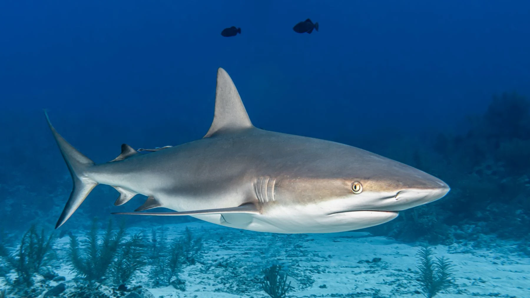 tiburón antártida: el sorprendente hallazgo que rompe récords tiburón antártida: el sorprendente hallazgo que rompe récords