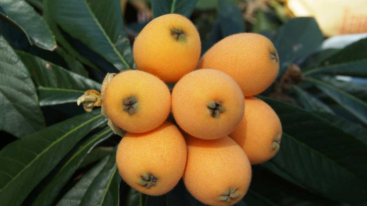la fruta de la infancia de los 80 y 90 que puedes cultivar en casa la fruta de la infancia de los 80 y 90 que puedes cultivar en casa