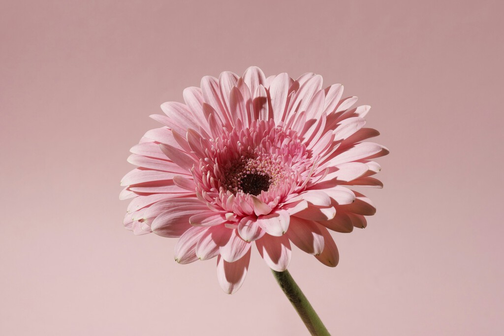 gerbera gigante en Aldi: colores vibrantes por 2,99€ title=