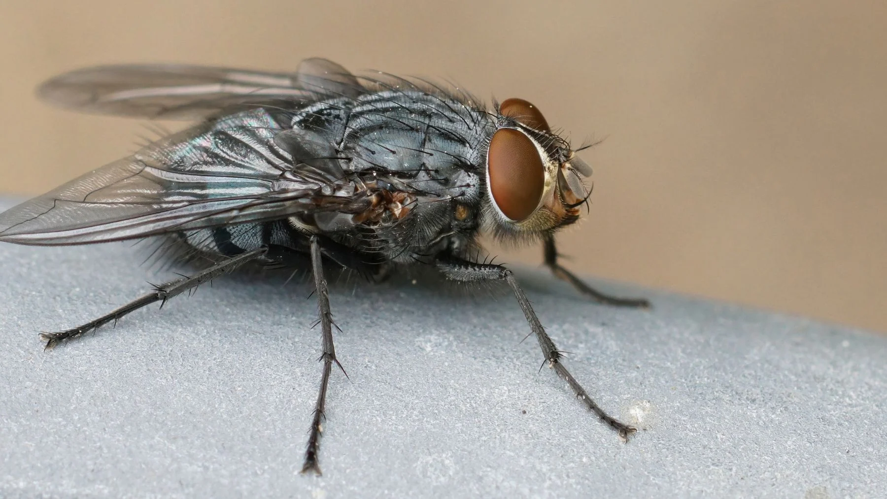 Copia digital de la mente de una mosca vive en una simulación Copia digital de la mente de una mosca vive en una simulación