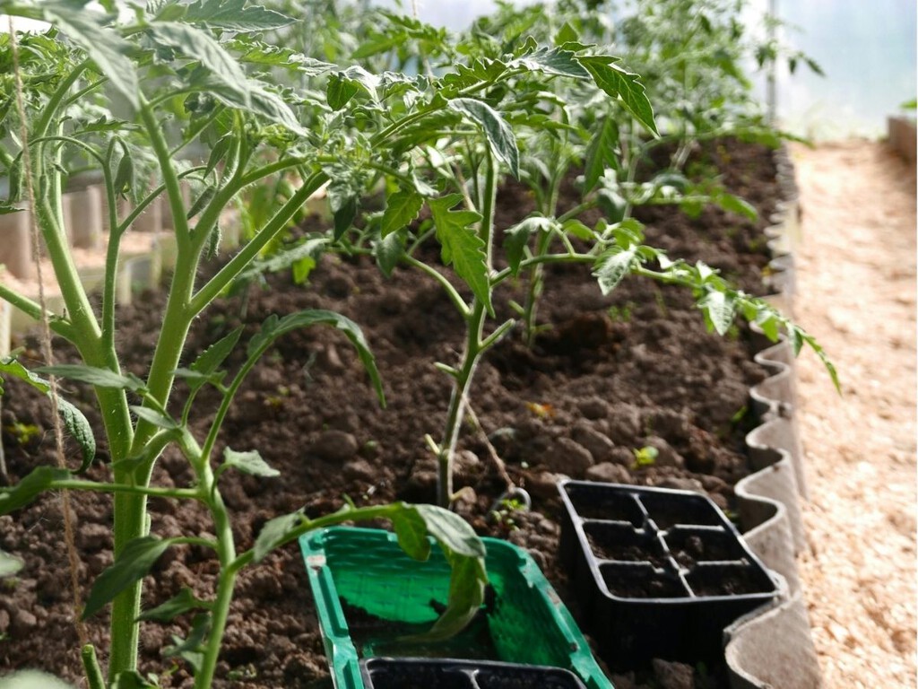 Plantas que ayudan a crecer mejor a los tomates Plantas que ayudan a crecer mejor a los tomates