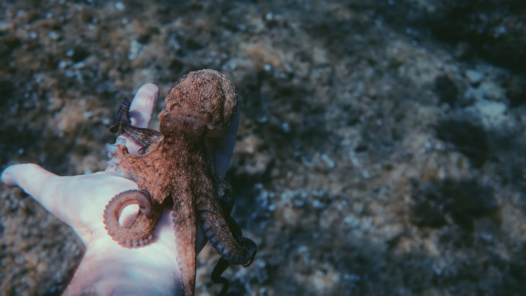 pulpo prohibido en Asturias: lo que los pescadores deben saber pulpo prohibido en Asturias: lo que los pescadores deben saber