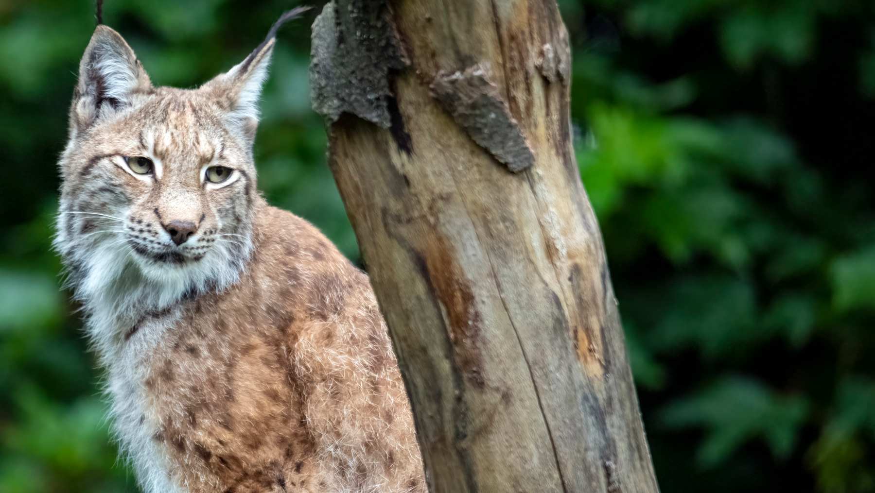 hallazgo alucinante: las hembras del lince ibérico lavan sus presas antes de comer hallazgo alucinante: las hembras del lince ibérico lavan sus presas antes de comer