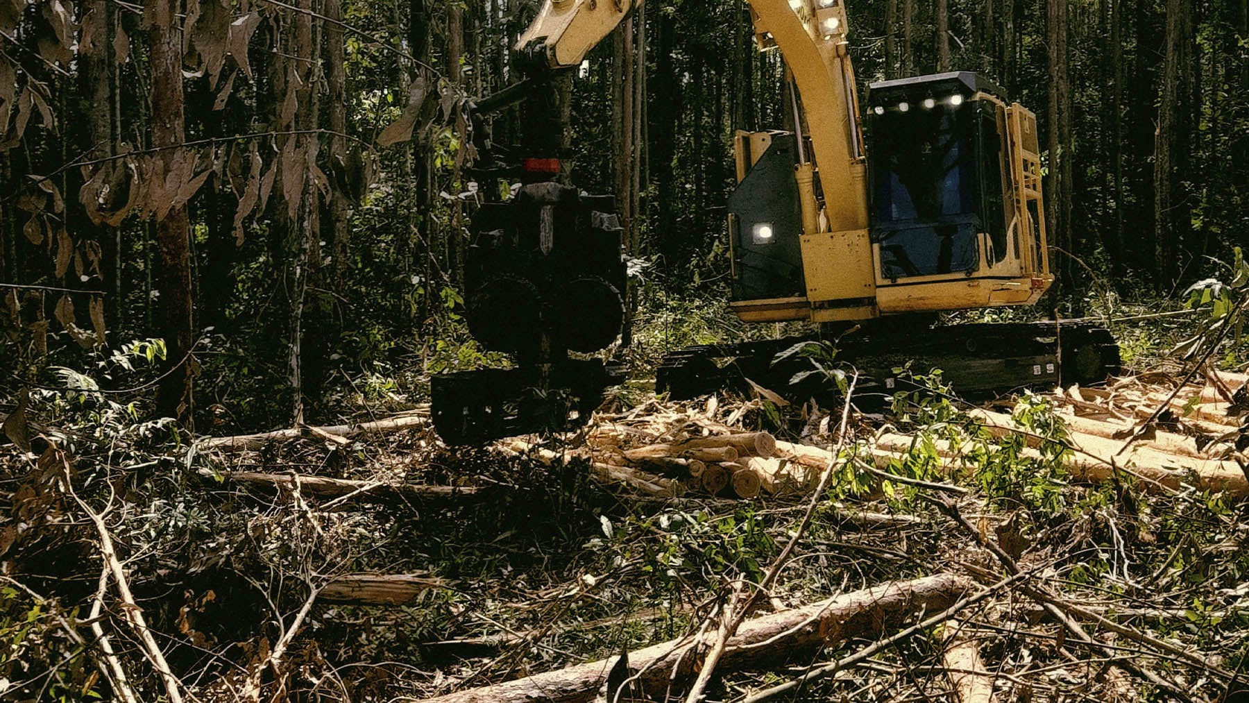por qué madrid tala 600 pinos al día y salva sus bosques por qué madrid tala 600 pinos al día y salva sus bosques