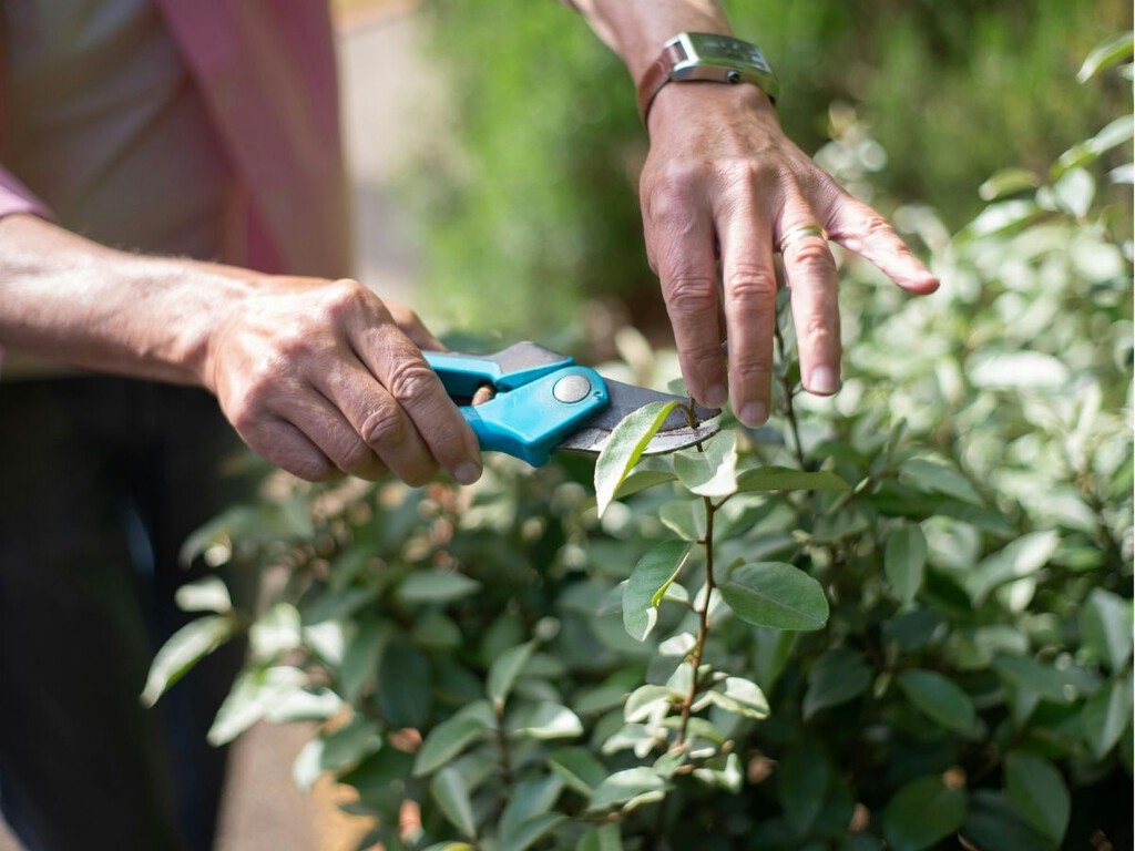 qué podar en abril sin estropear tus plantas: el momento justo para dar forma al jardín qué podar en abril sin estropear tus plantas: el momento justo para dar forma al jardín