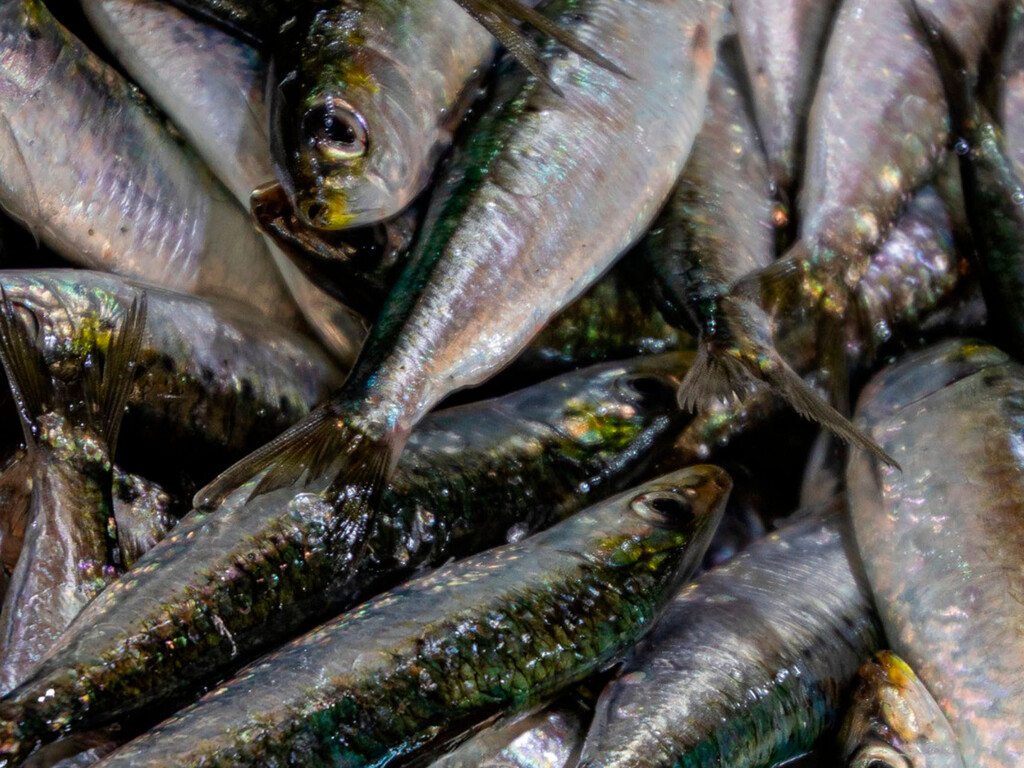 Temporada de Sardina 2026: Restricciones y Cuotas para la Pesca Temporada de Sardina 2026: Restricciones y Cuotas para la Pesca