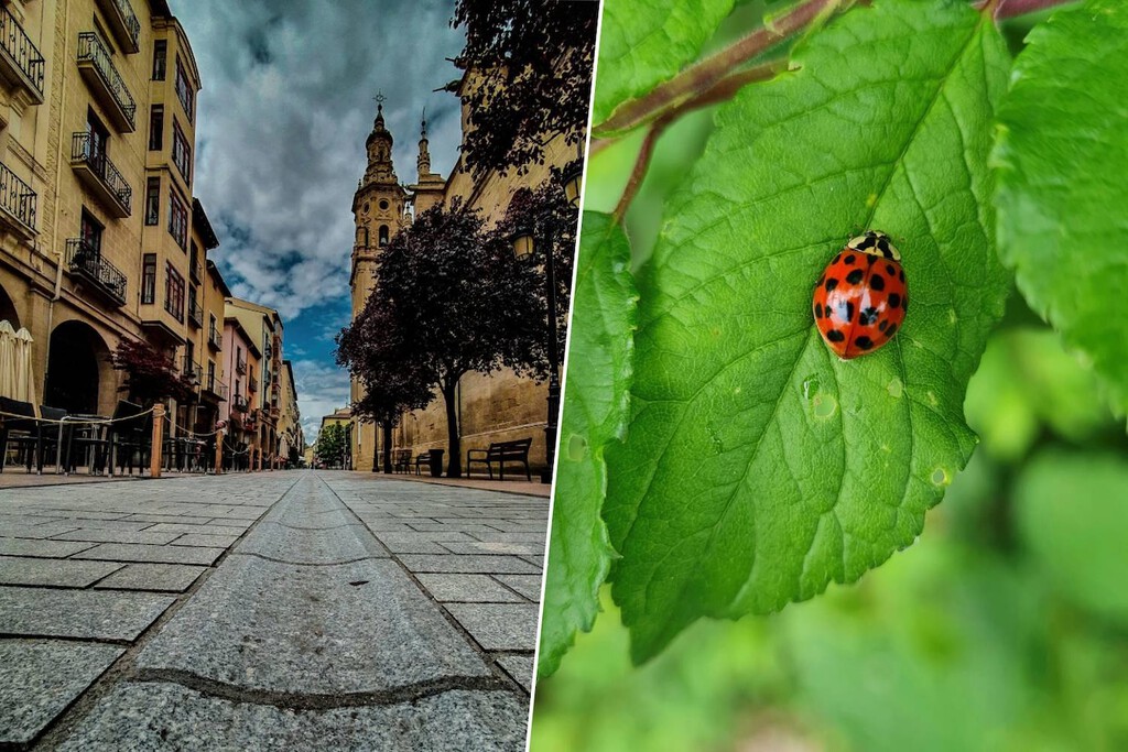 cómo las mariquitas salvarán los parques de Logroño cómo las mariquitas salvarán los parques de Logroño