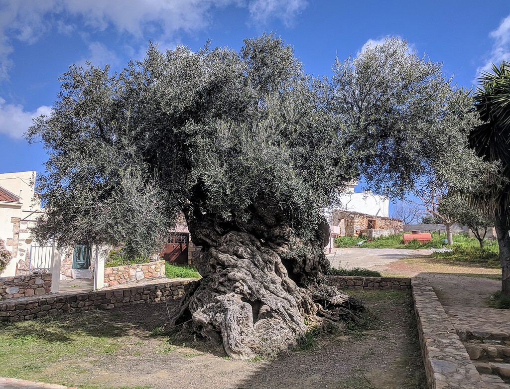 Un olivo de 4.000 años: descubre el árbol más longevo del Mediterráneo Un olivo de 4.000 años: descubre el árbol más longevo del Mediterráneo