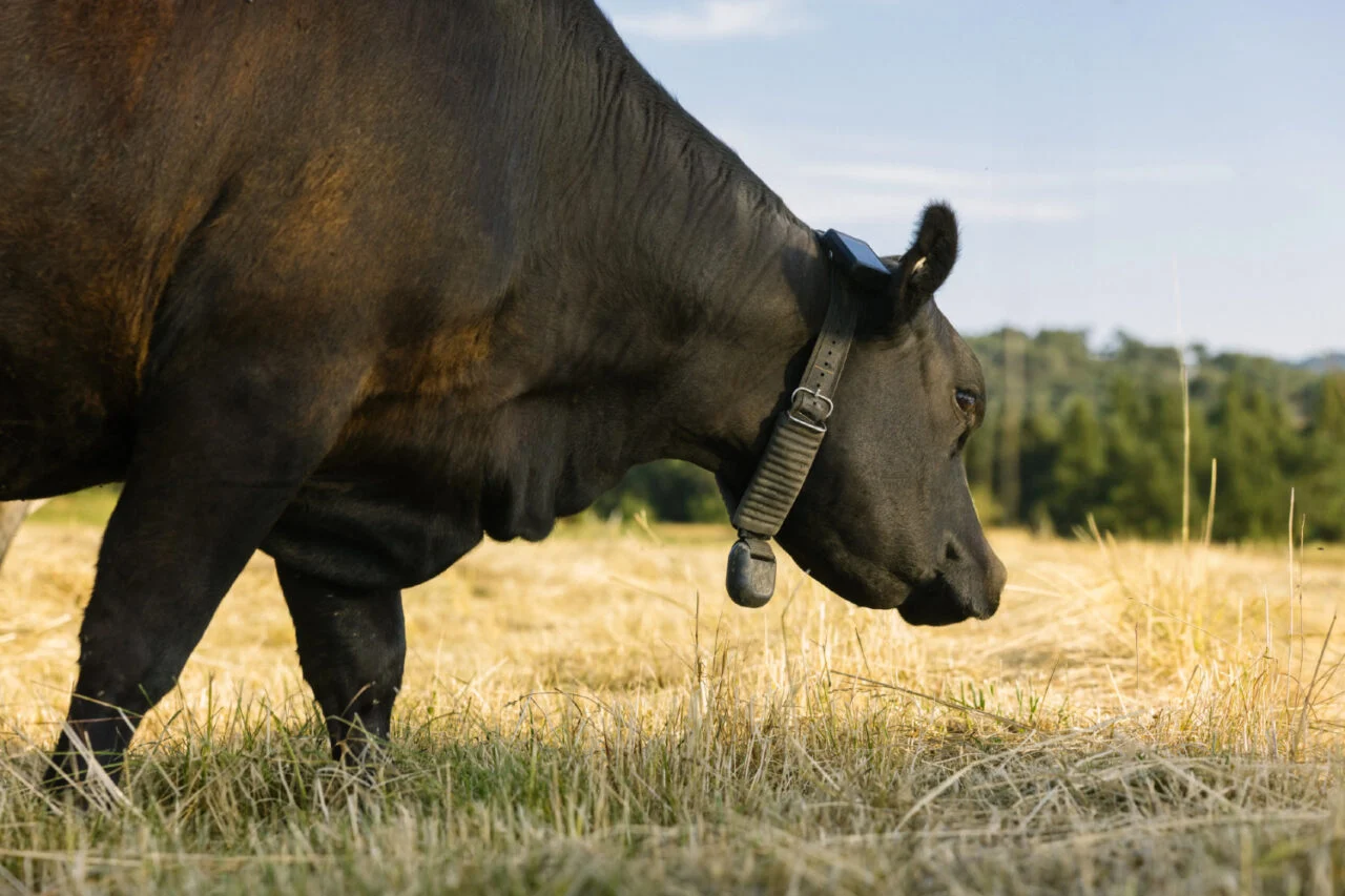 Halter: La Empresa de Collares Inteligentes para Vacas Recauda $220 Millones con Inversión de Peter Thiel Halter: La Empresa de Collares Inteligentes para Vacas Recauda $220 Millones con Inversión de Peter Thiel
