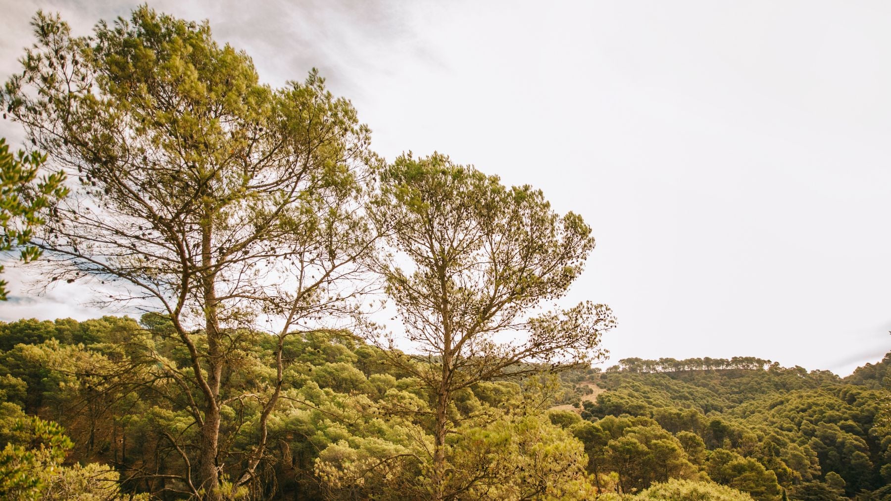 descubren un árbol único en panamá y solo quedan 5 en todo el mundo descubren un árbol único en panamá y solo quedan 5 en todo el mundo