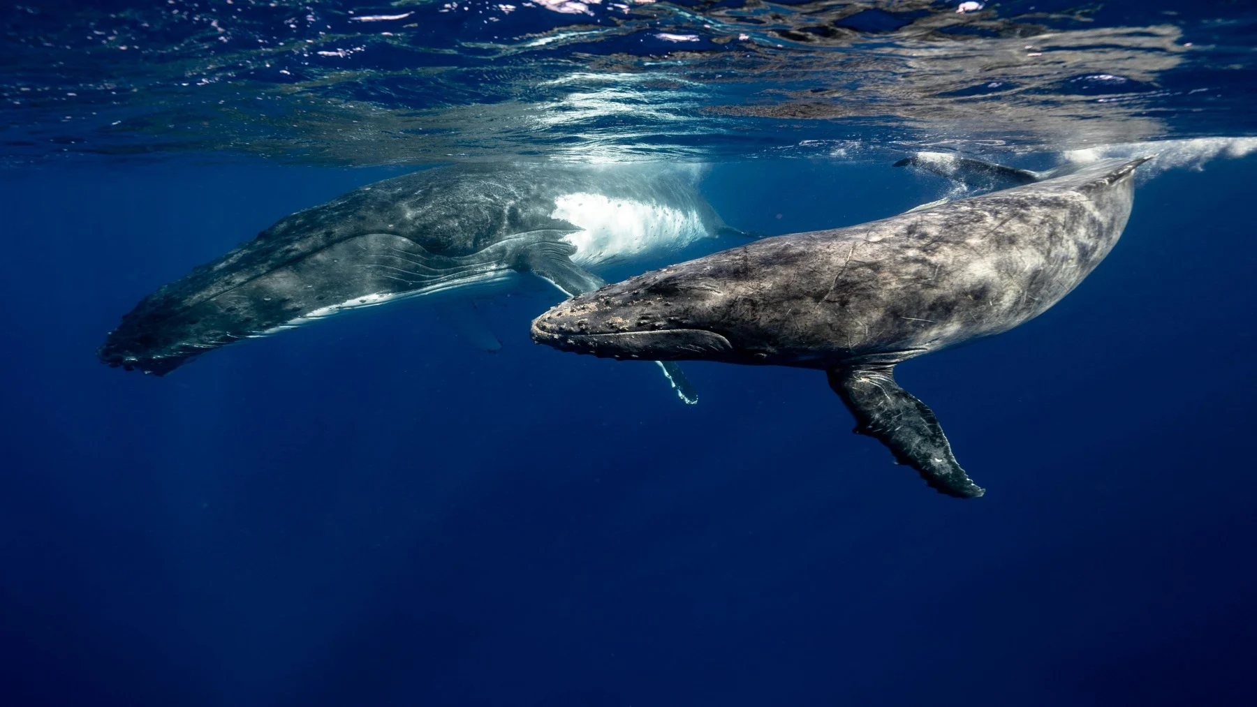 IA detecta silbidos de ballenas en el Estrecho de Gibraltar IA detecta silbidos de ballenas en el Estrecho de Gibraltar
