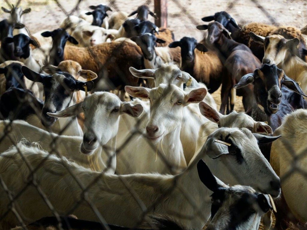 Corea del Sur se lanza a por la carne de cabra antes de que se prohíba la de perro Corea del Sur se lanza a por la carne de cabra antes de que se prohíba la de perro