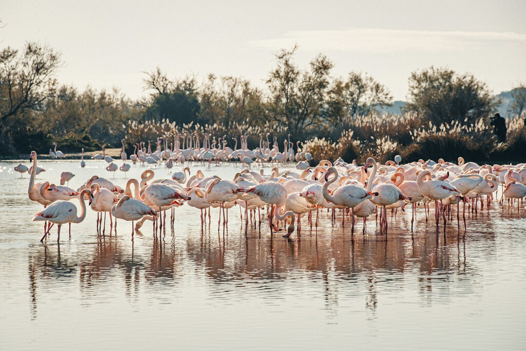 Los flamencos sureños eligen Cantabria como hogar de invierno por el cambio climático Los flamencos sureños eligen Cantabria como hogar de invierno por el cambio climático