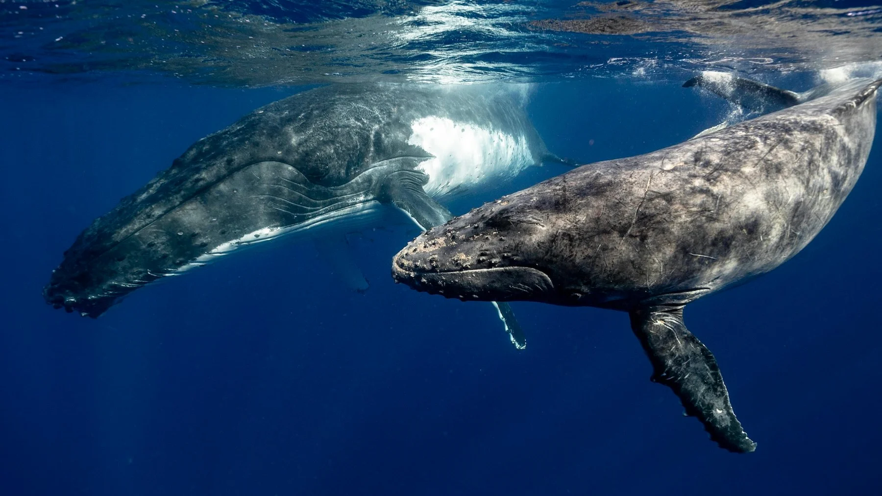 el sorprendente parto de una ballena en alta mar que dejó boquiabiertos a los científicos el sorprendente parto de una ballena en alta mar que dejó boquiabiertos a los científicos