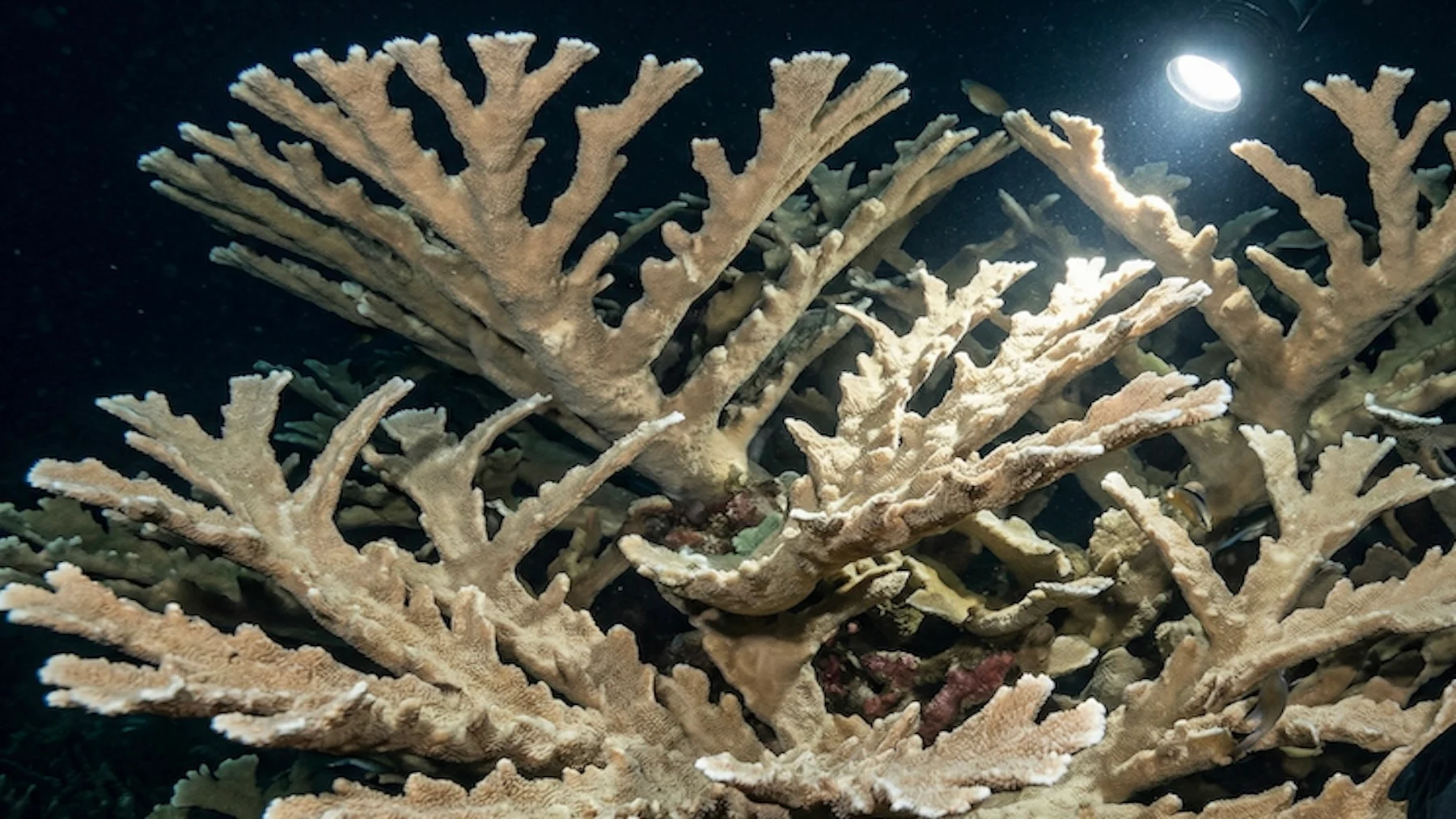 El coral cuerno de alce deja de reproducirse en Cozumel y amenaza el futuro del Caribe El coral cuerno de alce deja de reproducirse en Cozumel y amenaza el futuro del Caribe