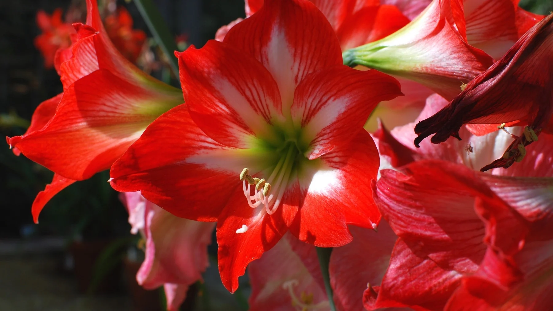 el fenomeno de las flores que no se hablan arrasa en los jardines el fenomeno de las flores que no se hablan arrasa en los jardines