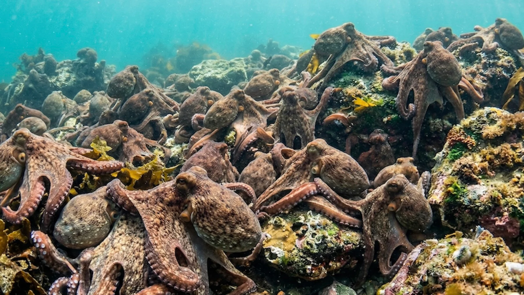 El pulpo británico inunda el mercado y preocupa a los pescadores gallegos El pulpo británico inunda el mercado y preocupa a los pescadores gallegos