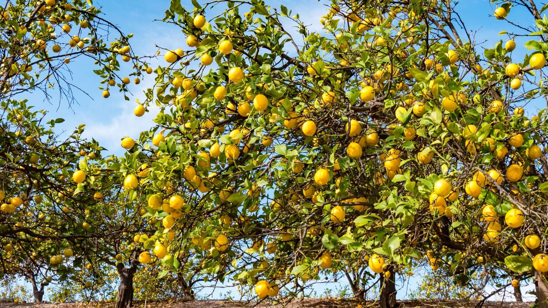 los 3 árboles en maceta que sobreviven al verano los 3 árboles en maceta que sobreviven al verano