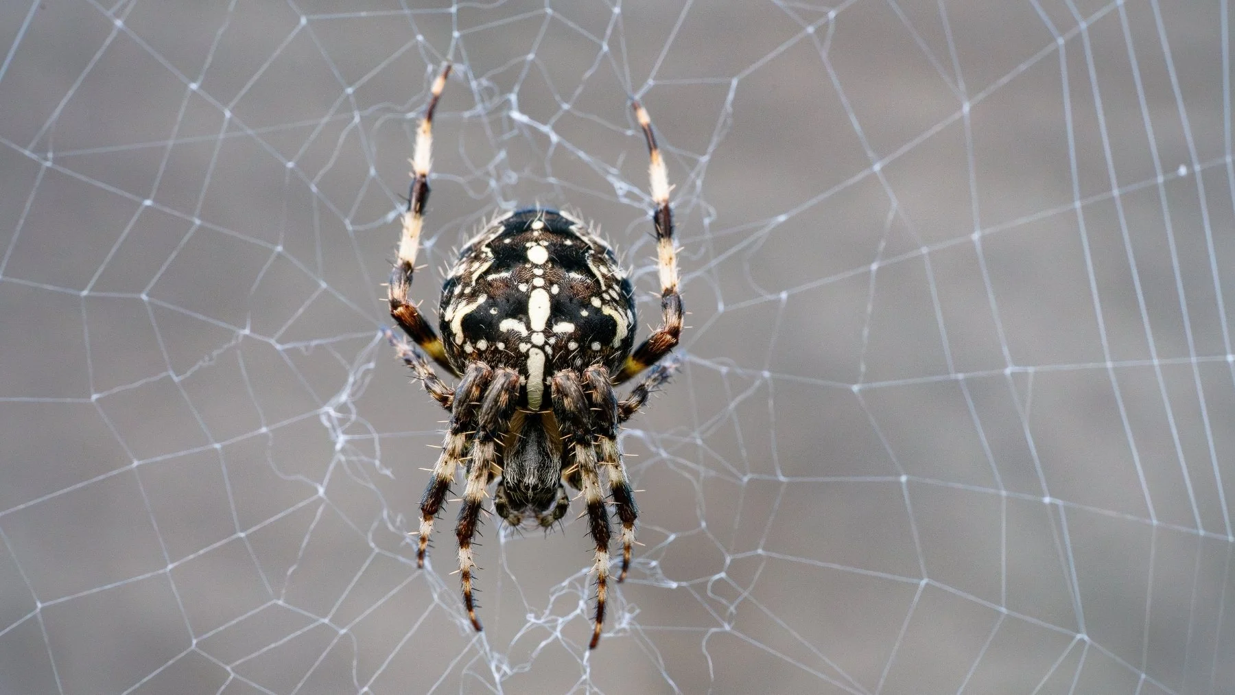 Descubren araña que se hace pasar por hongo zombi para cazar Descubren araña que se hace pasar por hongo zombi para cazar