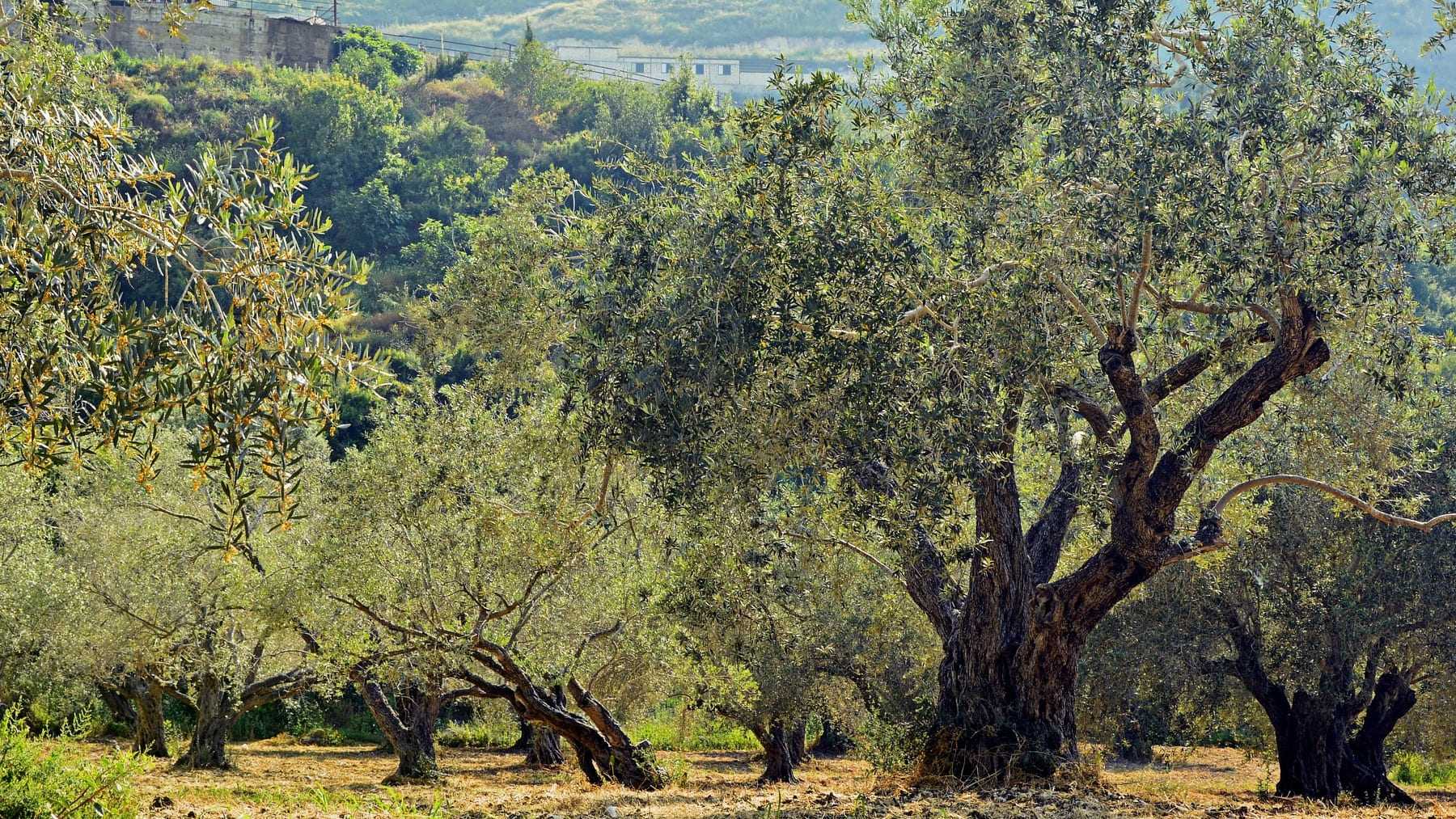 gemelos digitales de los árboles: la revolución que guardará el bosque mediterráneo gemelos digitales de los árboles: la revolución que guardará el bosque mediterráneo