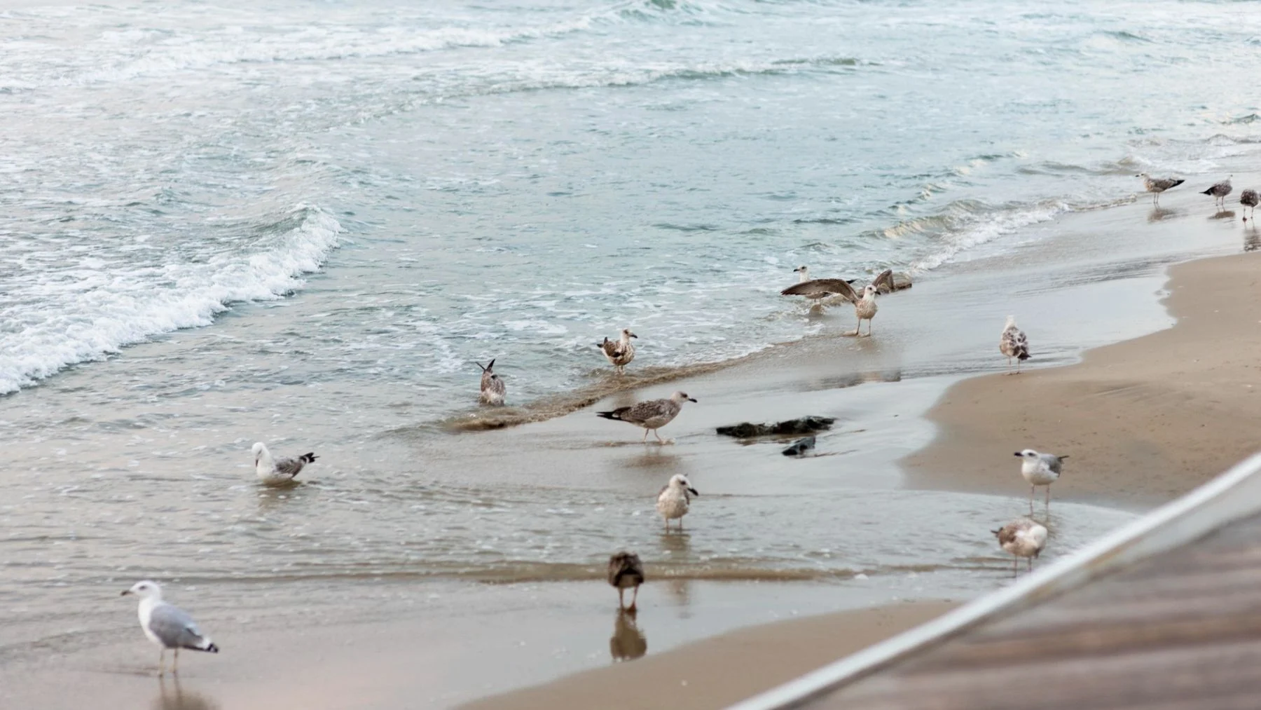 Aves costeras en recuperación: un estudio revela señales positivas después de décadas de declive Aves costeras en recuperación: un estudio revela señales positivas después de décadas de declive