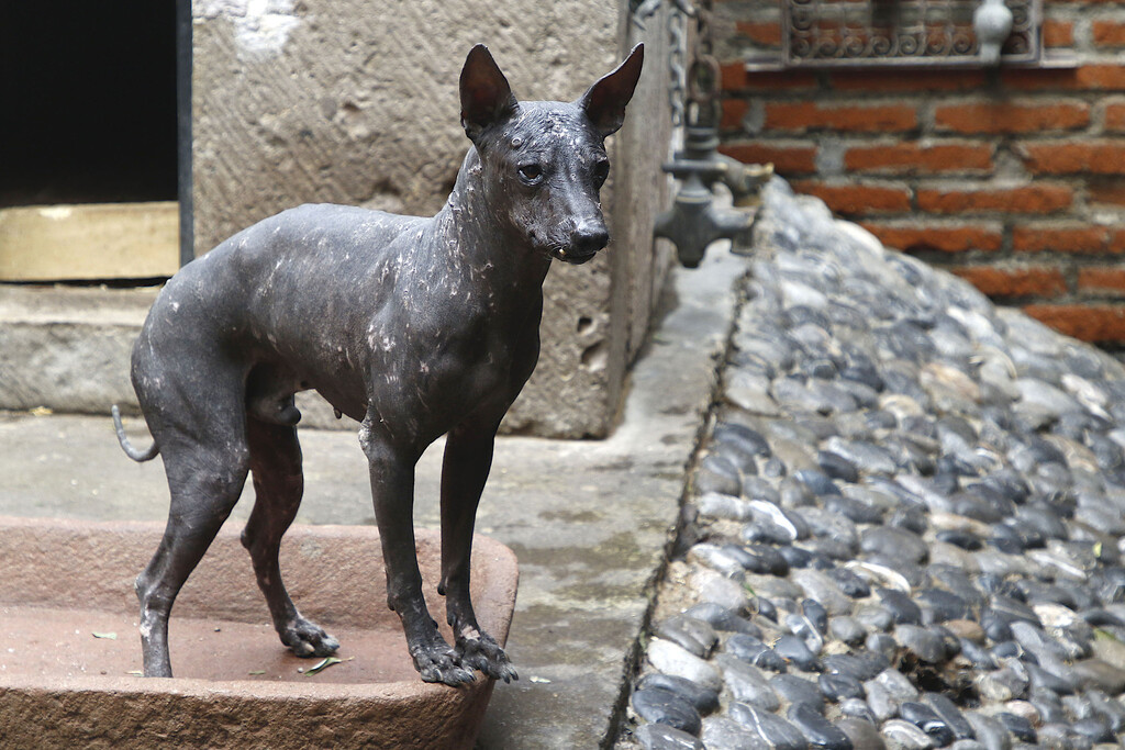 El xoloitzcuintle, un perro sin pelo con una misión sagrada en el inframundo El xoloitzcuintle, un perro sin pelo con una misión sagrada en el inframundo