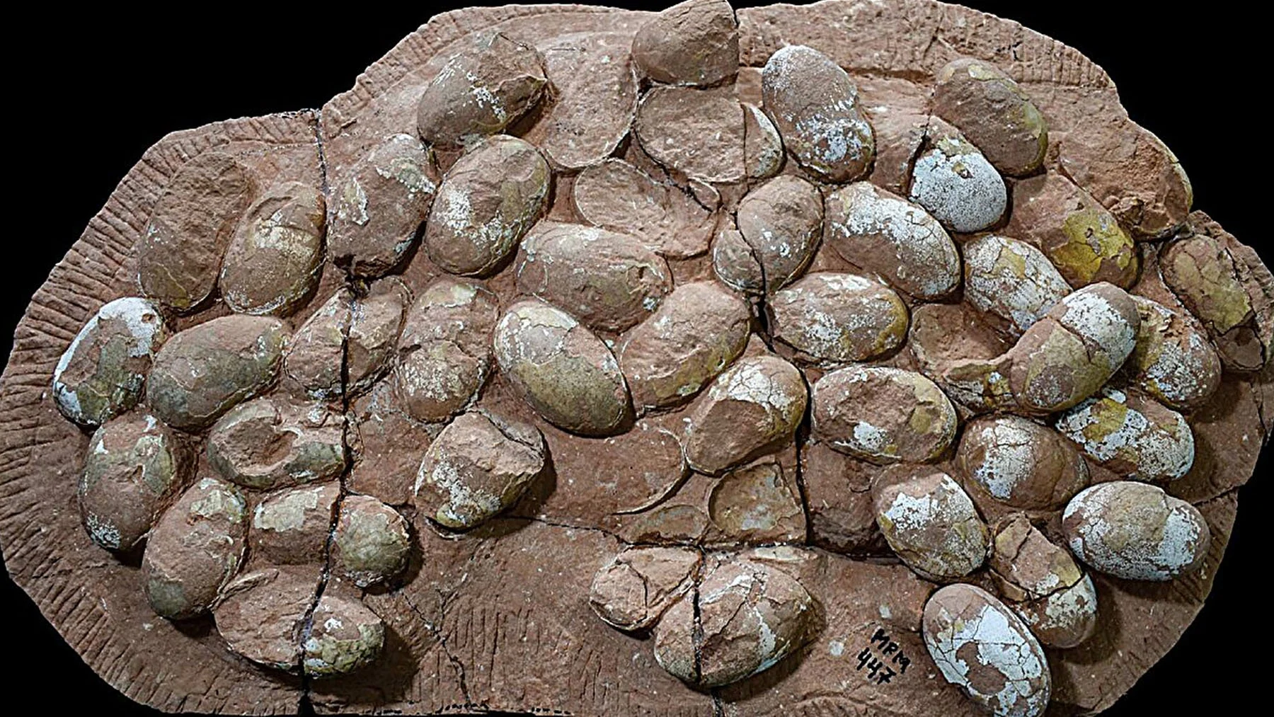 descubren 47 huevos mesozoicos en Brasil, un récord inesperado descubren 47 huevos mesozoicos en Brasil, un récord inesperado