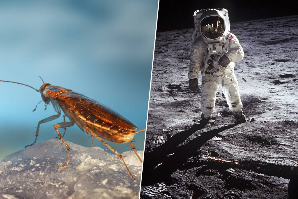 ¿qué pasó con el polvo lunar y las cucarachas? la historia oculta del apolo ¿qué pasó con el polvo lunar y las cucarachas? la historia oculta del apolo
