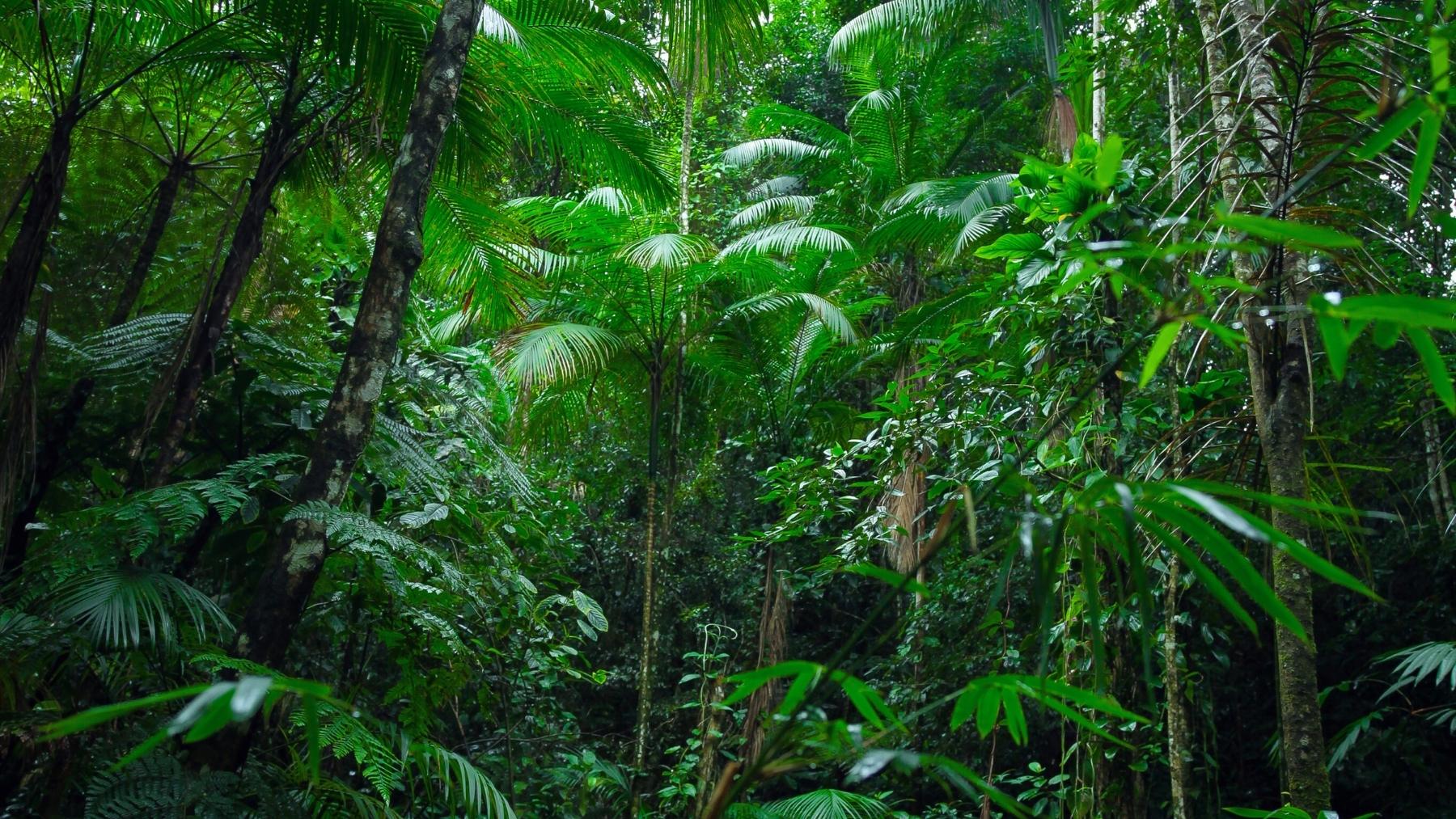 cómo los bosques secundarios recuperan la biodiversidad en la amazonía cómo los bosques secundarios recuperan la biodiversidad en la amazonía
