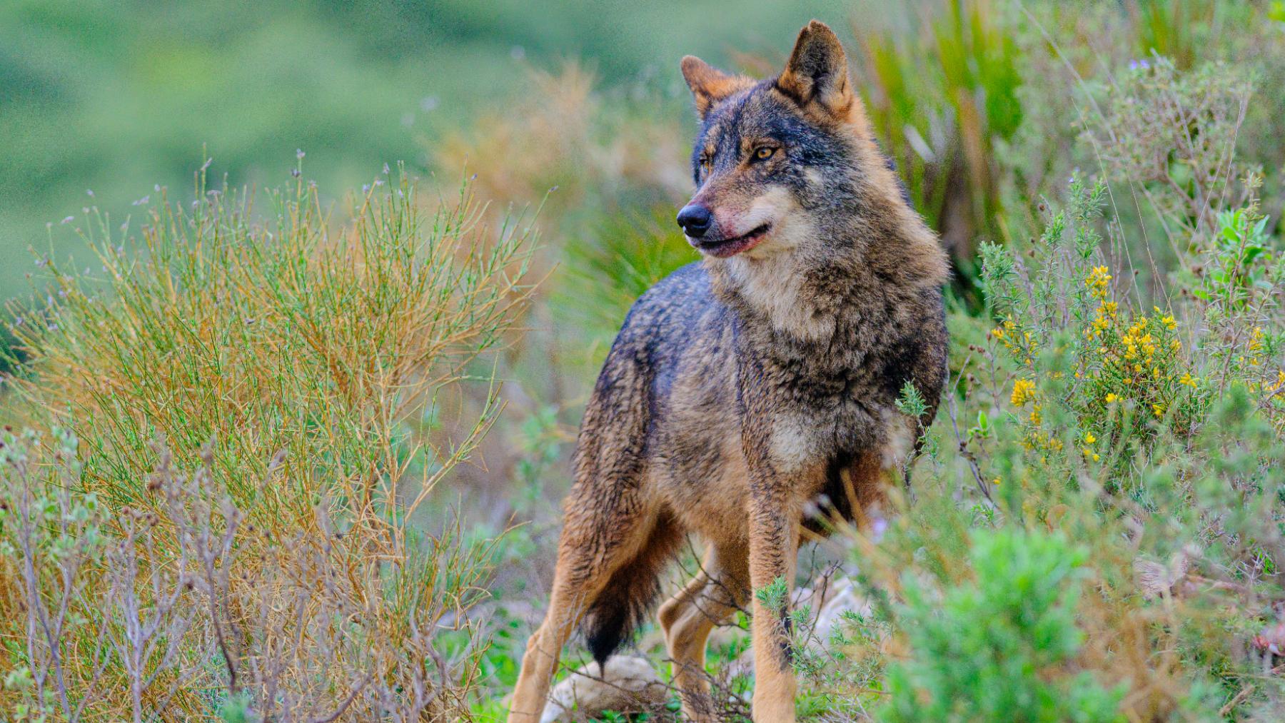 el lobo ibérico ya no solo vive en zamora: cantabria alberga 23 manadas y su número no para de subir el lobo ibérico ya no solo vive en zamora: cantabria alberga 23 manadas y su número no para de subir