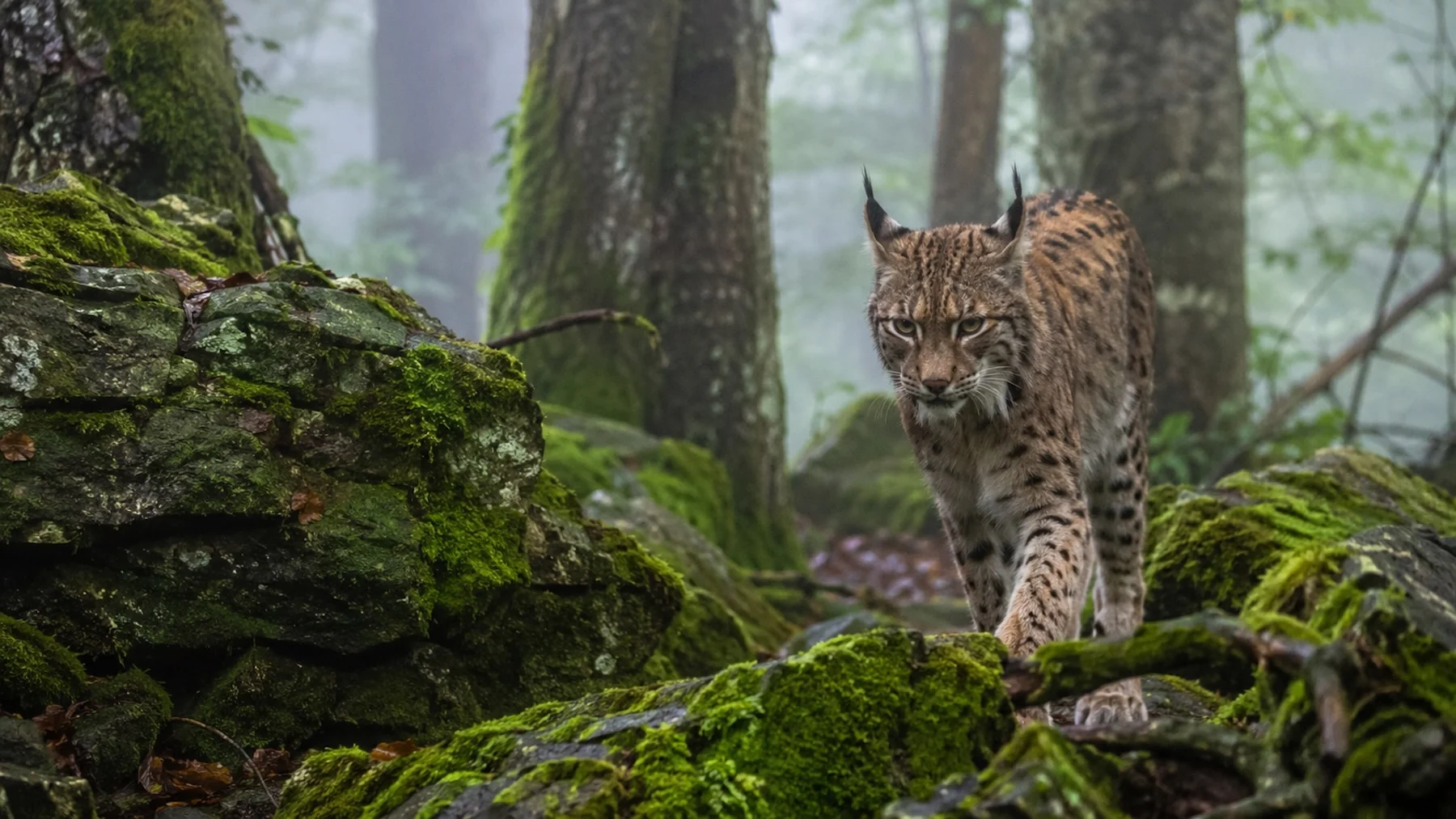 Un esqueleto de lince boreal hallado en Cantabria confirma su presencia en España hasta el siglo XIX Un esqueleto de lince boreal hallado en Cantabria confirma su presencia en España hasta el siglo XIX