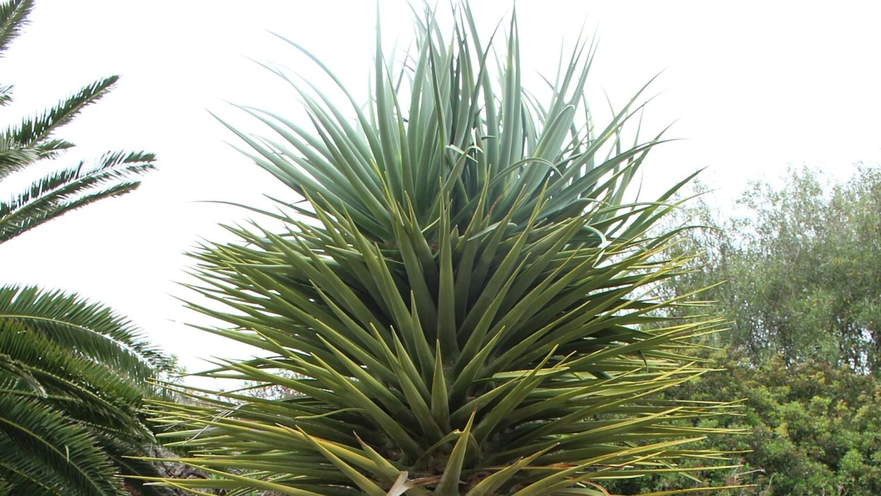 El drago de Gran Canaria, una planta al borde de la extinción con solo 13 ejemplares adultos El drago de Gran Canaria, una planta al borde de la extinción con solo 13 ejemplares adultos