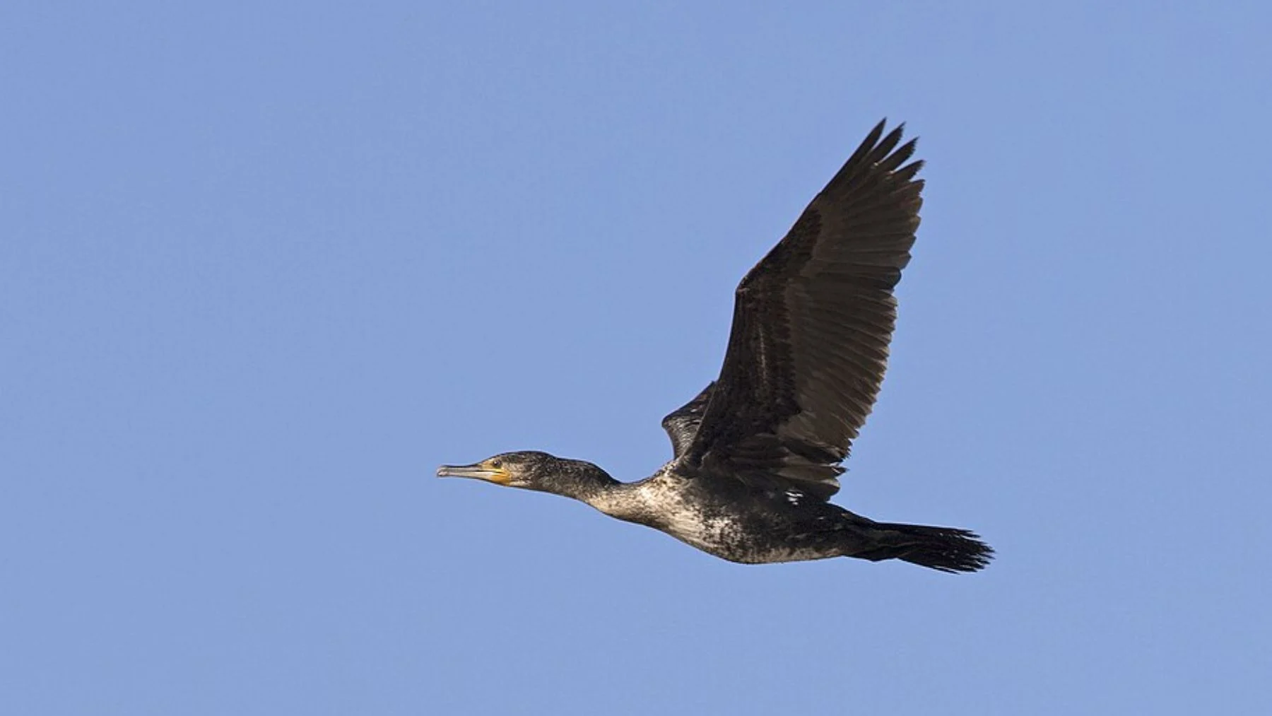 cormorán grande: ¿amigo o enemigo de la pesca en España? cormorán grande: ¿amigo o enemigo de la pesca en España?